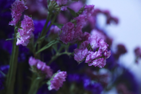 干花