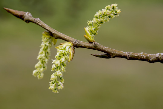 白杨花