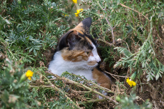 草丛中的小花猫