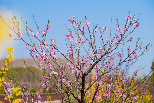 樱花