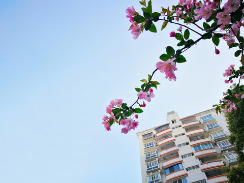 垂丝海棠