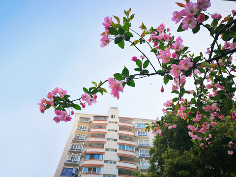 垂丝海棠