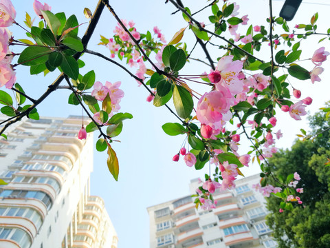 垂丝海棠