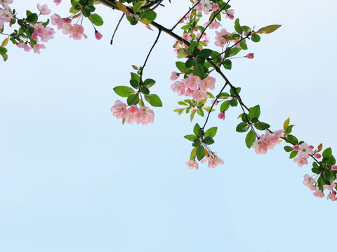 垂丝海棠