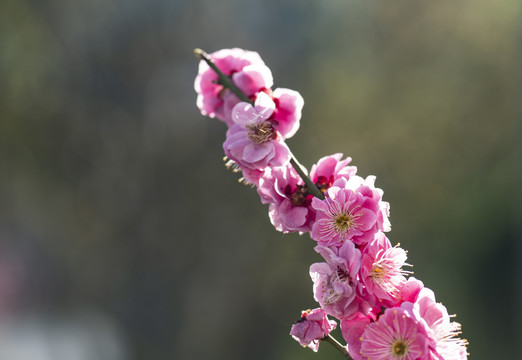 梅花