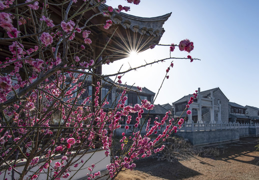 红梅花
