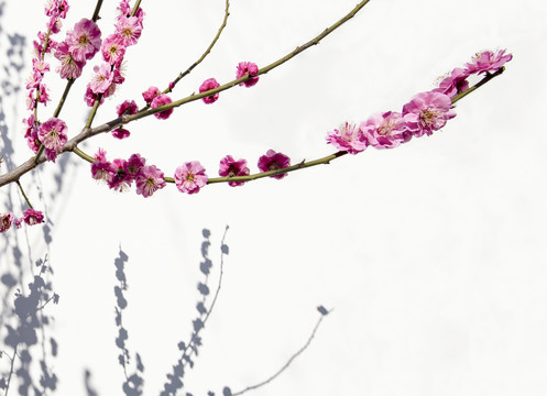 梅花