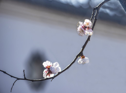杏花