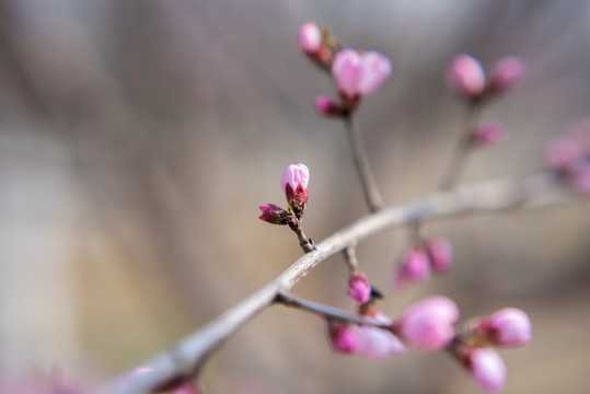 桃花