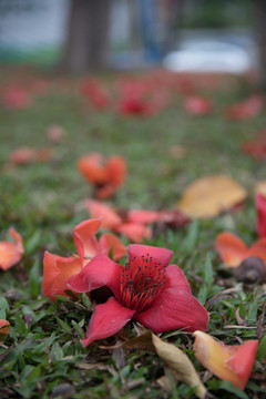 木棉花