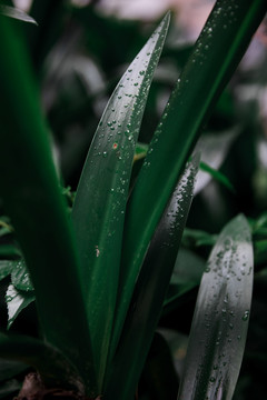 雨水植物