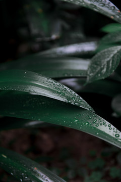 雨水植物