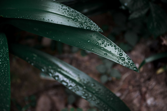 雨水植物