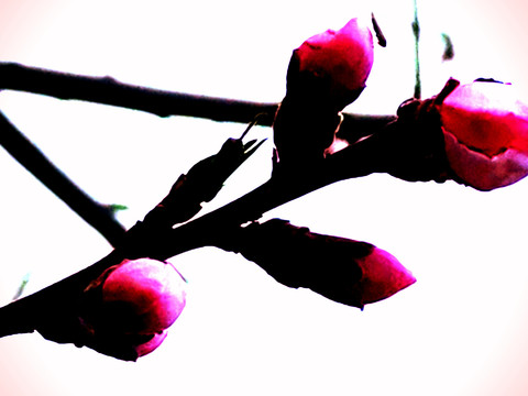 粉红色桃花花蕾