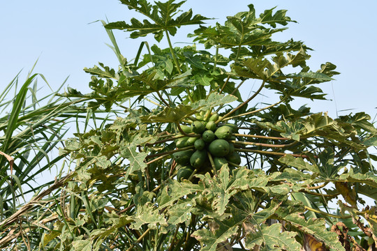 树上的木瓜