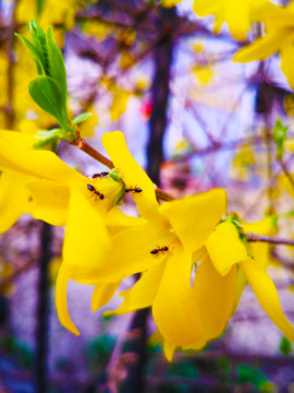 迎春花与蚂蚁