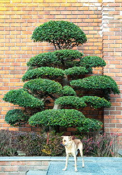 盆景树与狗