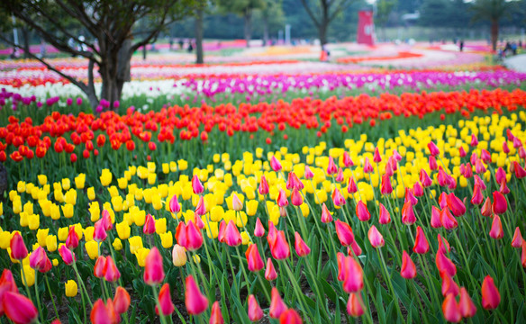 郁金香花