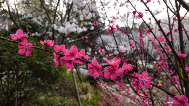 桃花