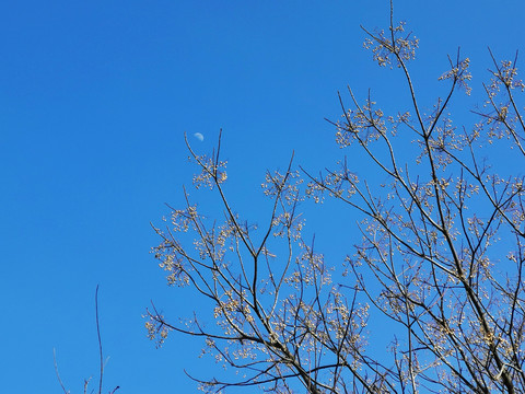 蓝天下的楝树