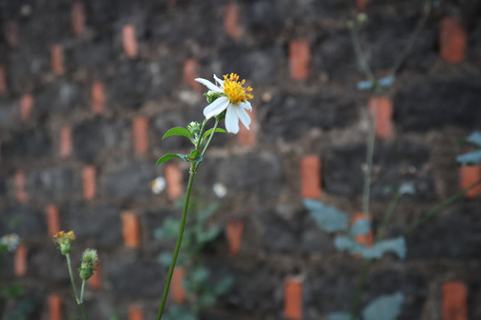 白花鬼针草
