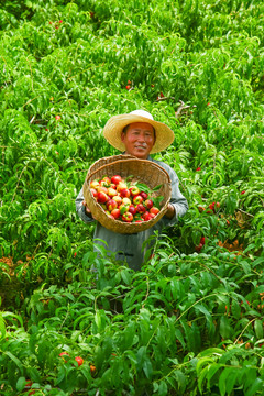 油桃采摘