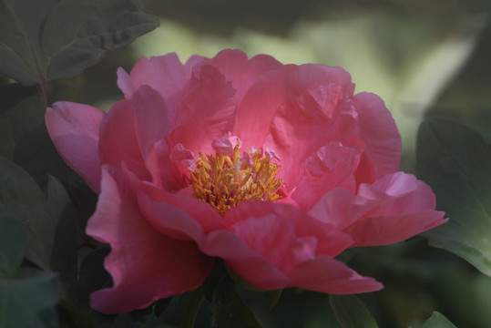 牡丹花