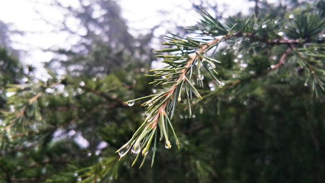 雨后的松树