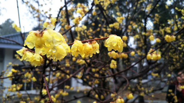 桃花微距