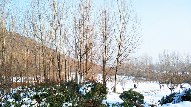 雪后山林