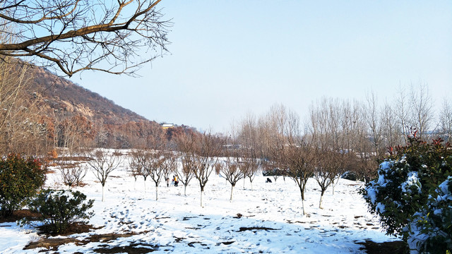 雪后山林