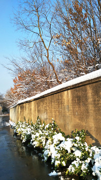 雪后