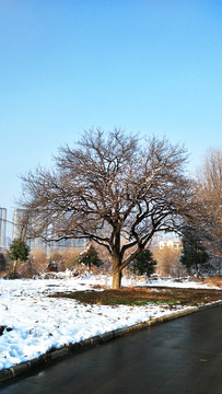 雪中的大树