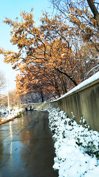 雪后
