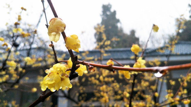 桃花微距