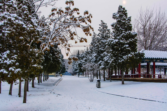 人行路与两排松树雪景