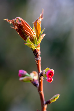 花与新芽