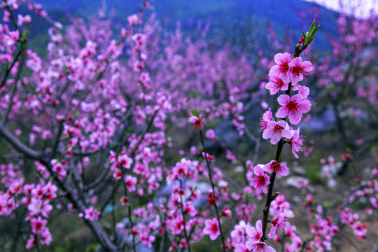 桃花