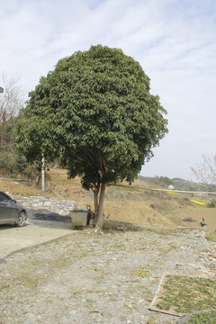 桂花树