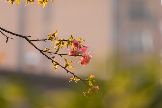 盛开的美丽樱花