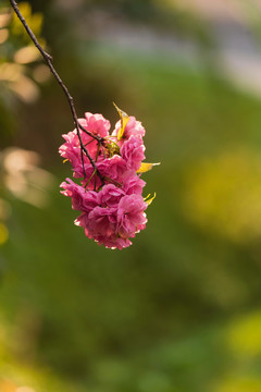 美丽的樱花