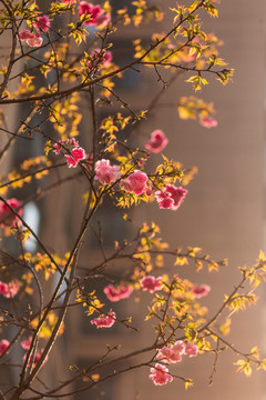 美丽的樱花