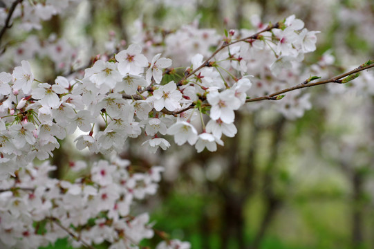 樱花