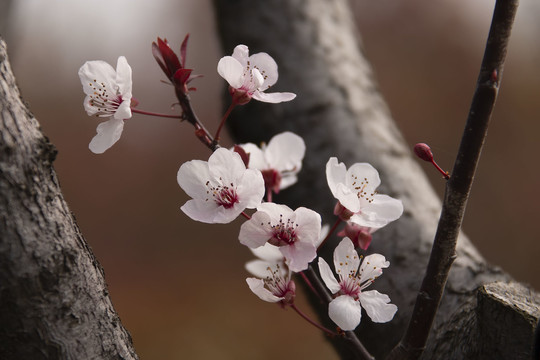红叶李花