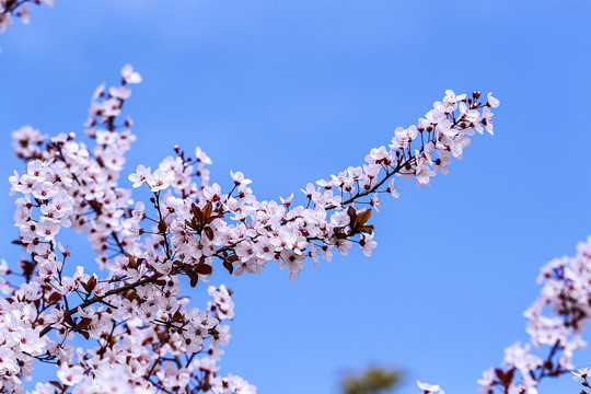 蓝天下的李花