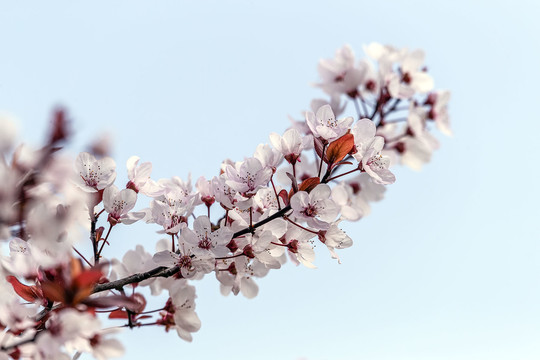 一枝李花