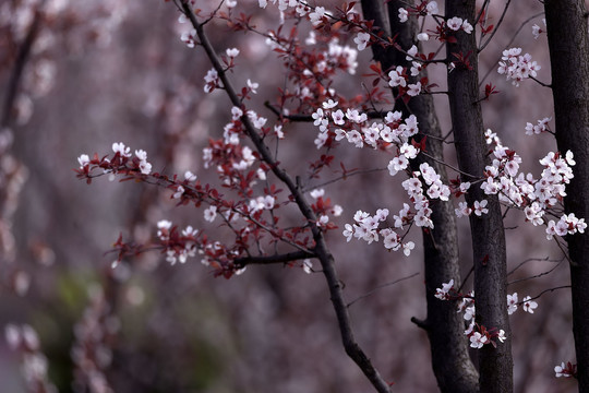 园林李花