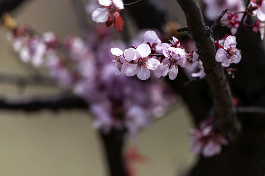 写意李花