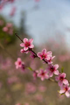 桃花