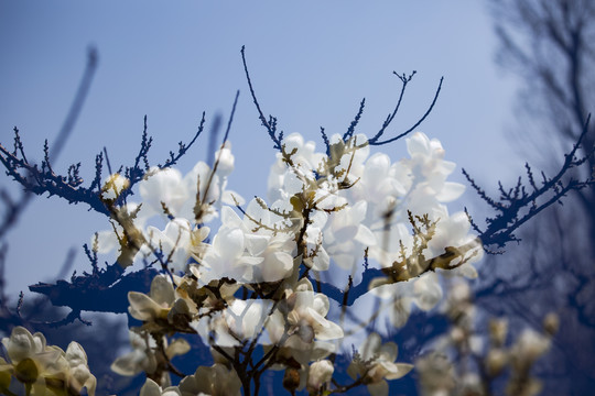 玉兰花